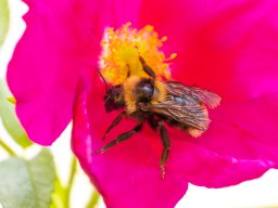 Hummel auf Apfelrose